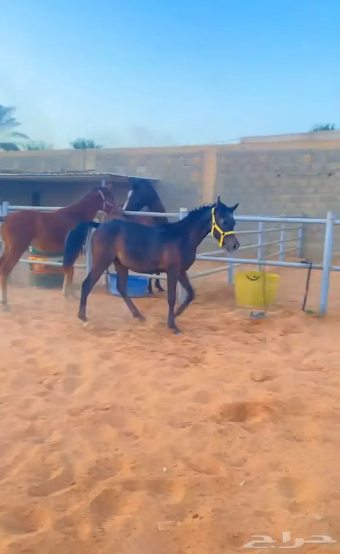 بواديك خيل رمك للايجار الشهري فقط 800 5