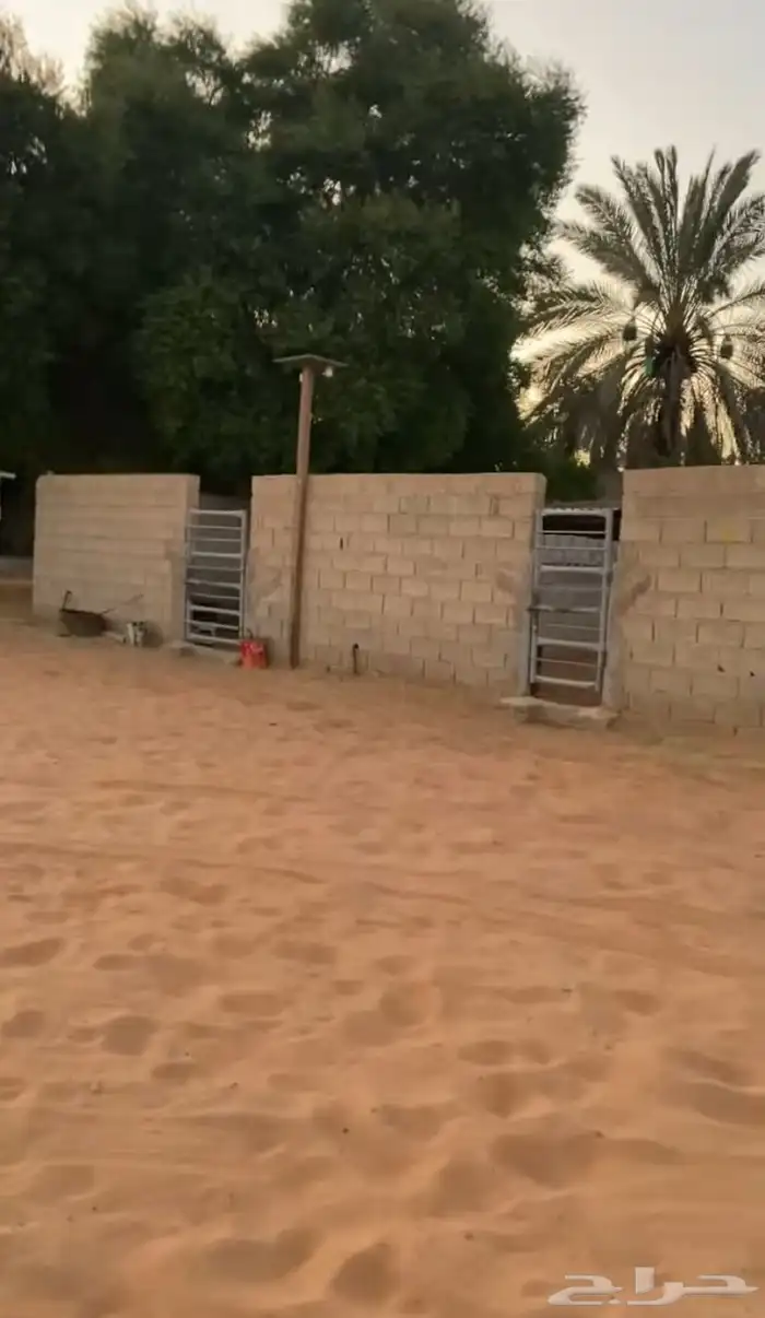 بواديك خيل رمك للايجار الشهري فقط 800 2