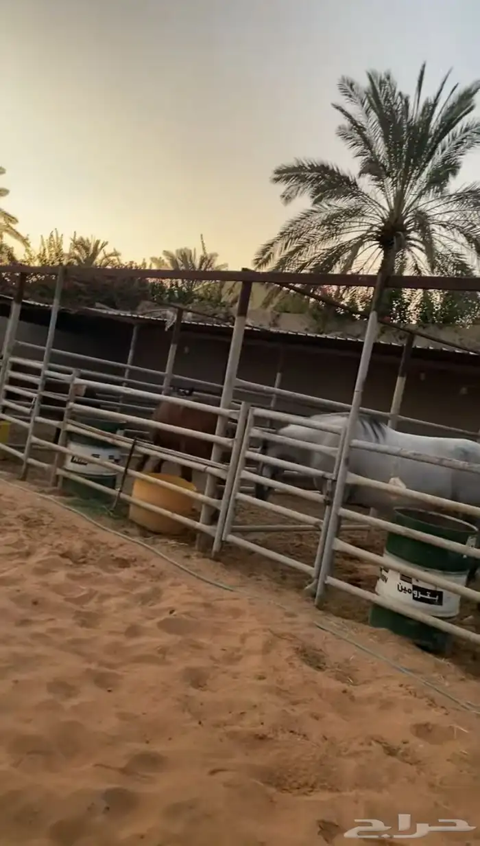 بواديك خيل رمك للايجار الشهري فقط 800 1