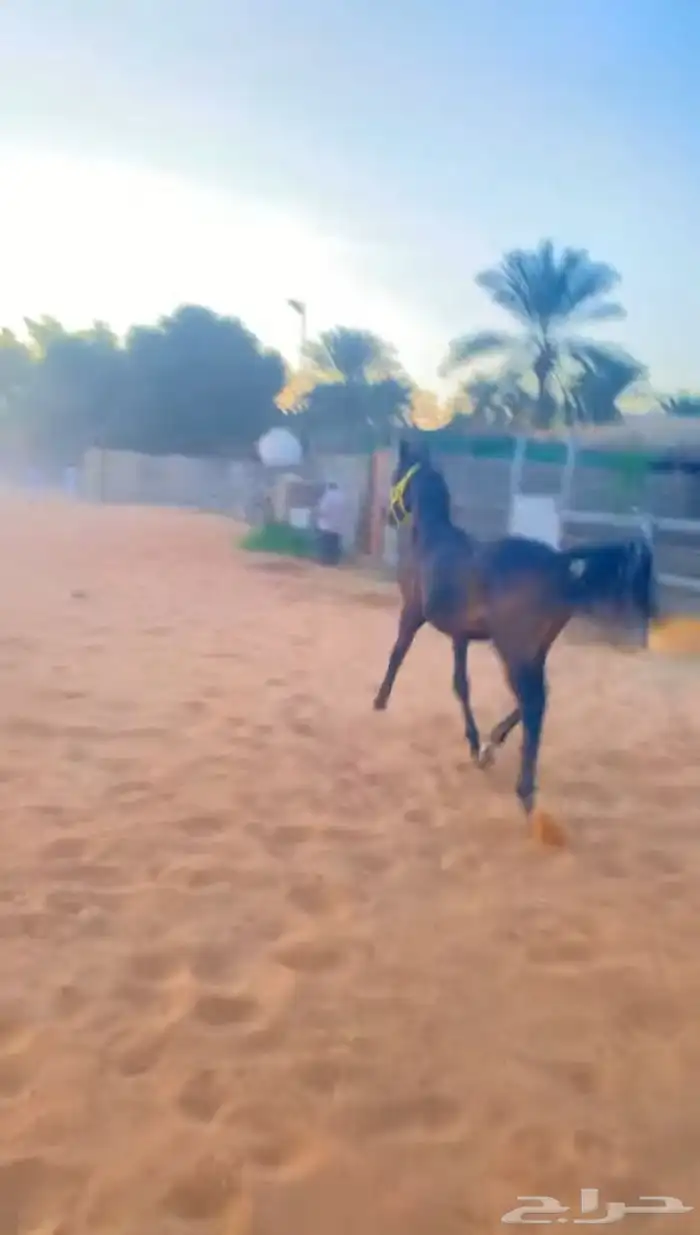 بواديك خيل رمك للايجار الشهري فقط 800 4