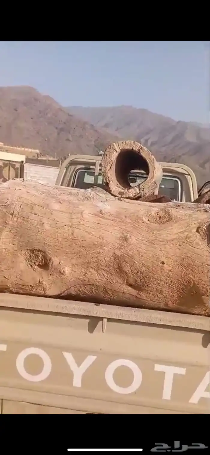 خلايا نحل بلدي 0