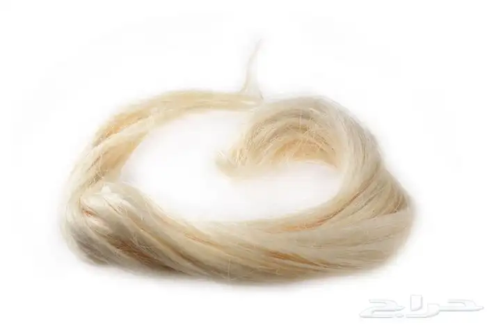 شعر جبس كيني 0