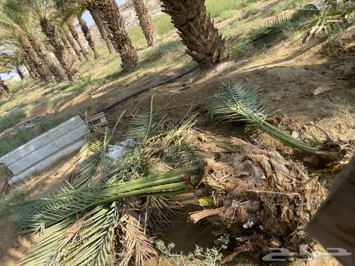 قلايع خلاص 2