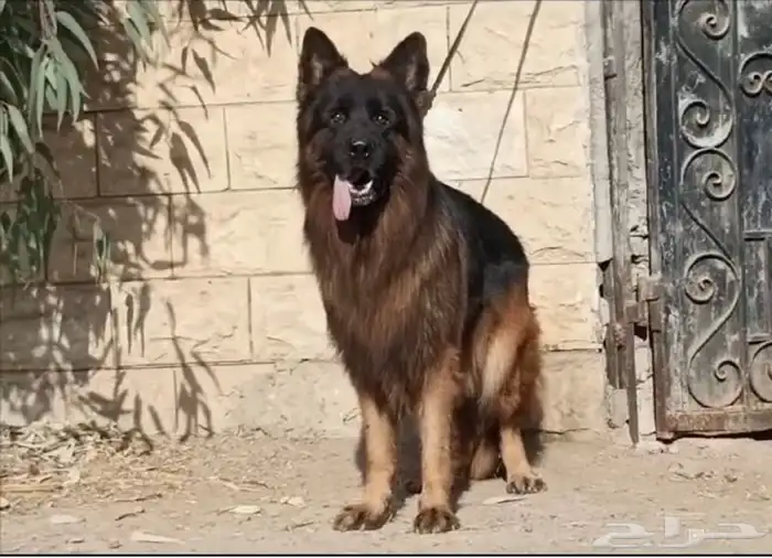 كلاب جيرمن 5