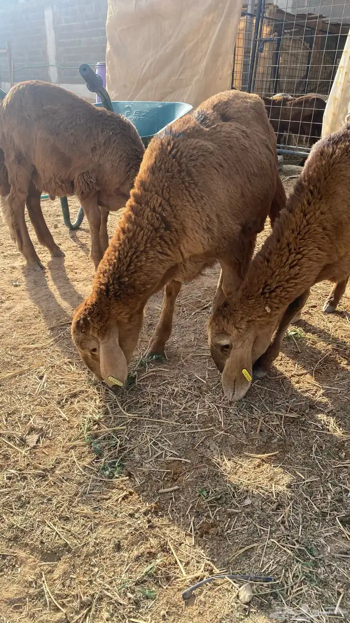 طليان جذعان سواكن مرابي 2