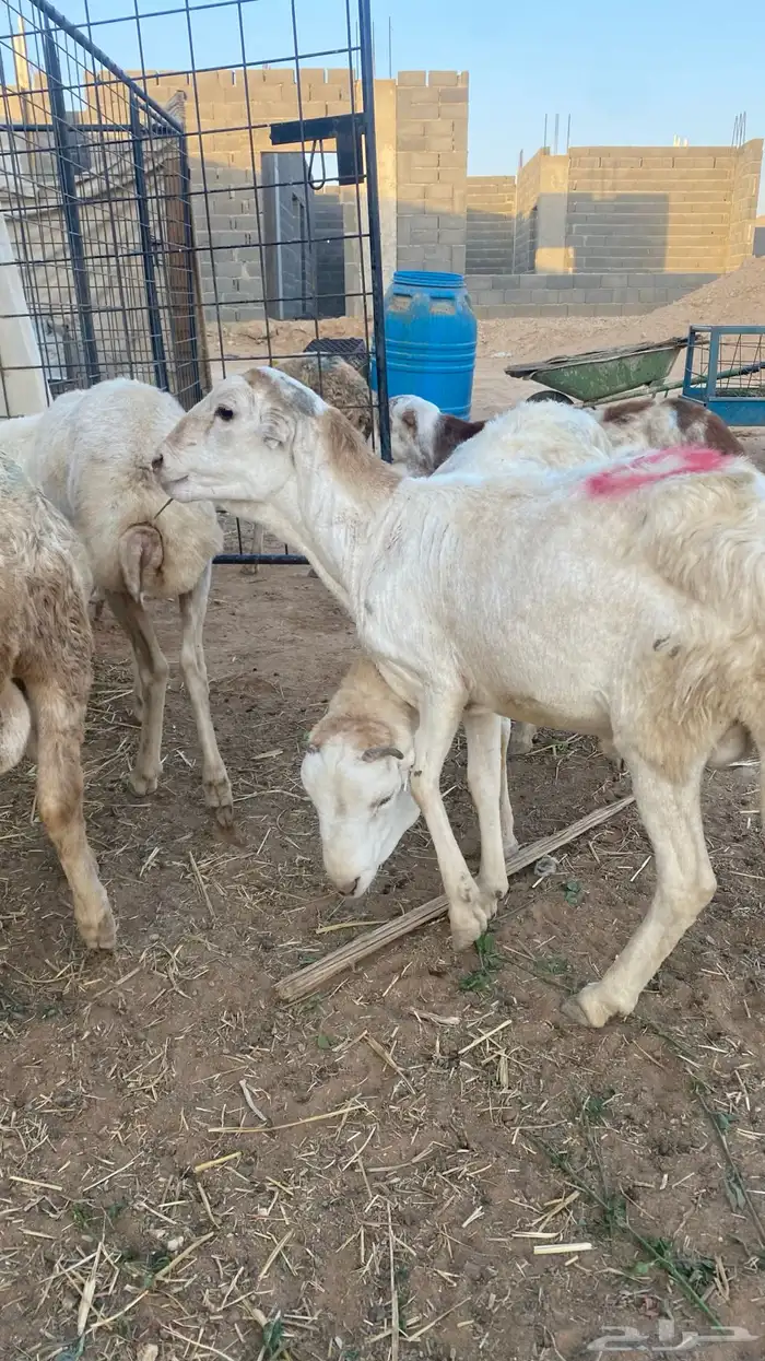 طليان جذعان سواكن مرابي 5