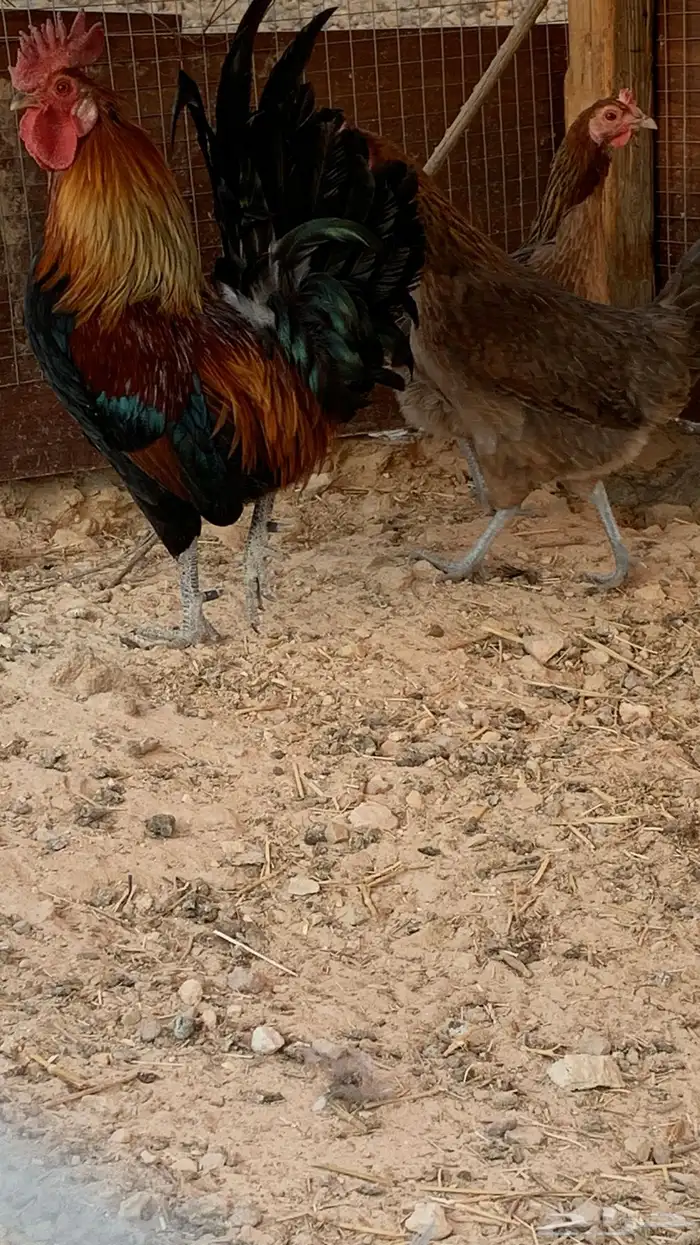 طقم دجاج عربي للبيع 5