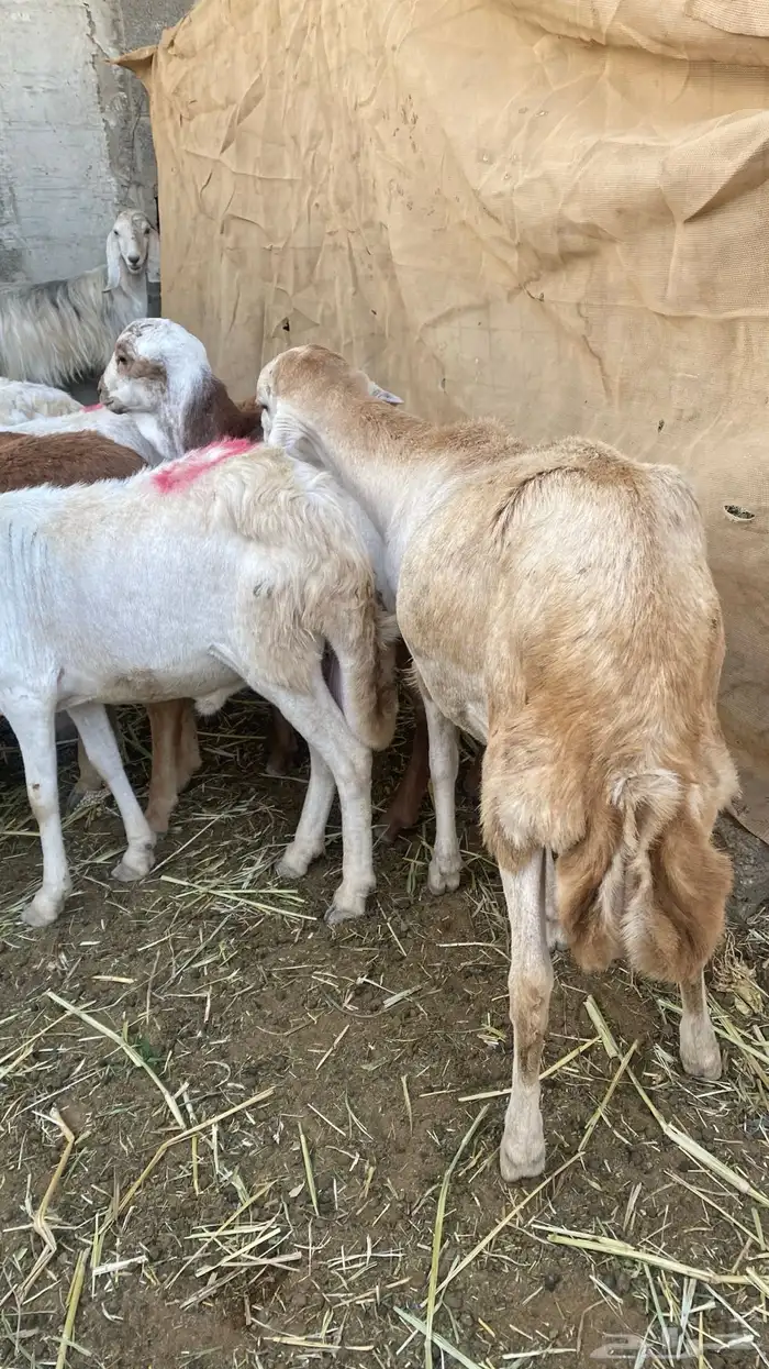 طليان جذعان سواكن مرابي 3