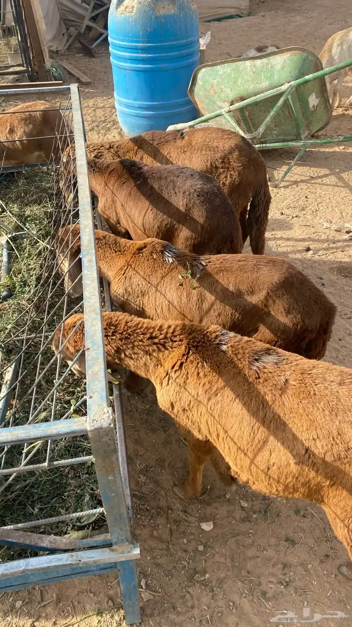 طليان جذعان سواكن مرابي 7