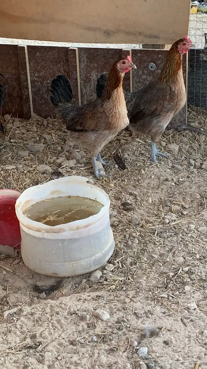 طقم دجاج عربي للبيع 4