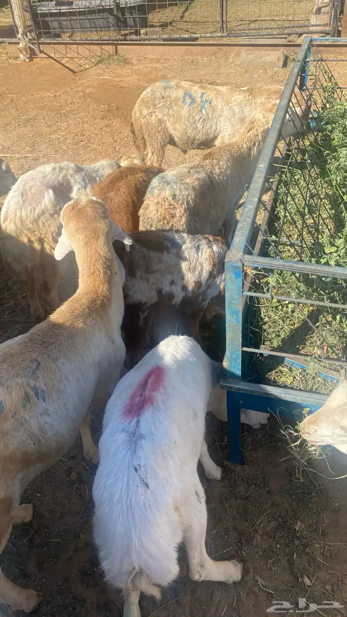 طليان جذعان سواكن مرابي 8