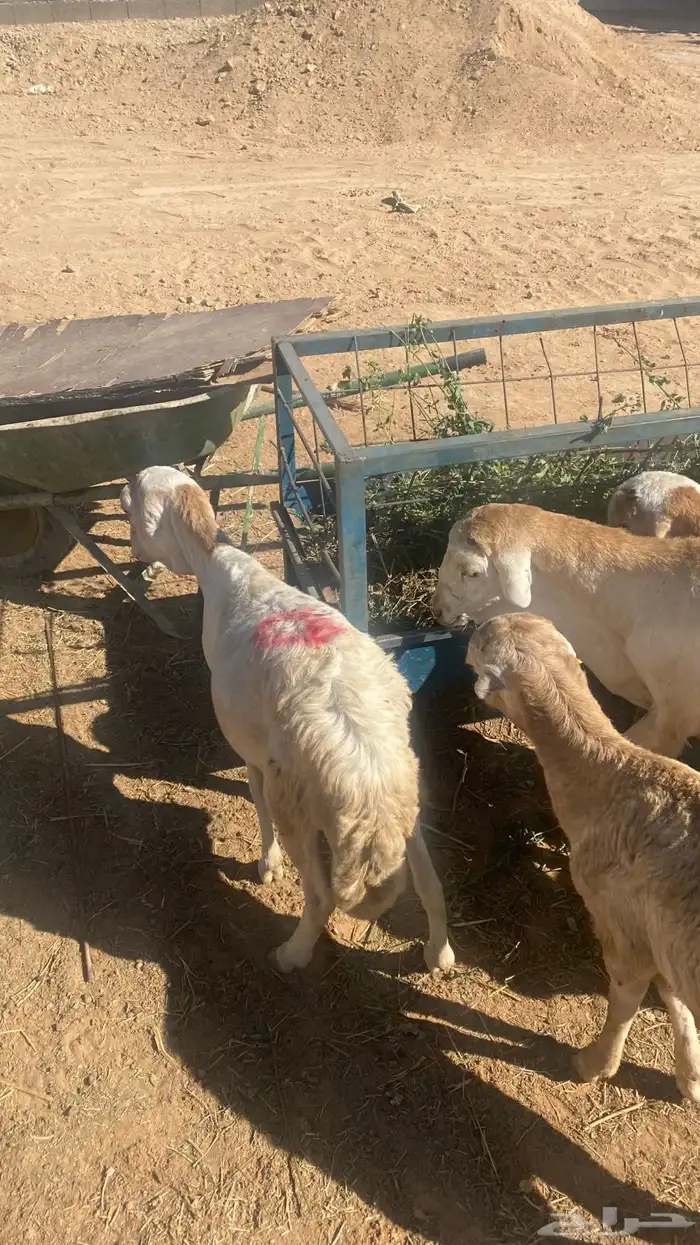 طليان جذعان سواكن مرابي 10