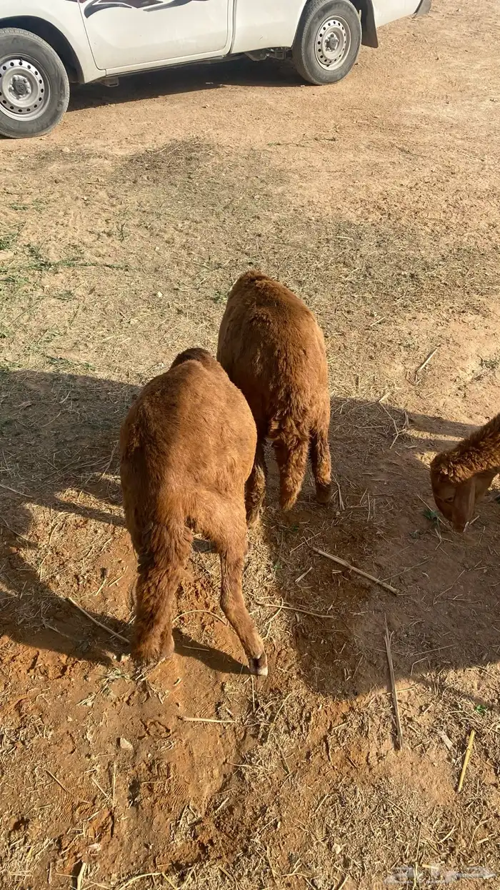 طليان جذعان سواكن مرابي 4