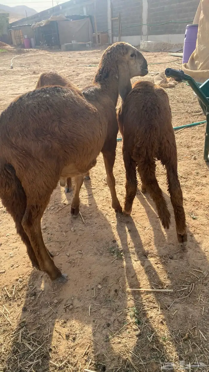 طليان جذعان سواكن مرابي 12