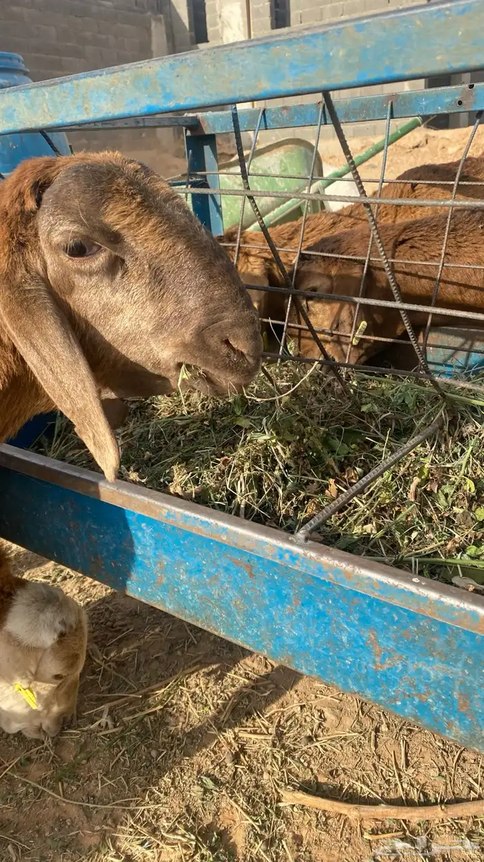 طليان جذعان سواكن مرابي 1