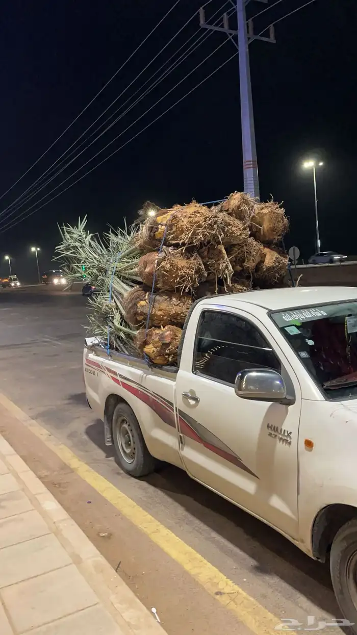 نخل طالع بتجاة بيشه 0