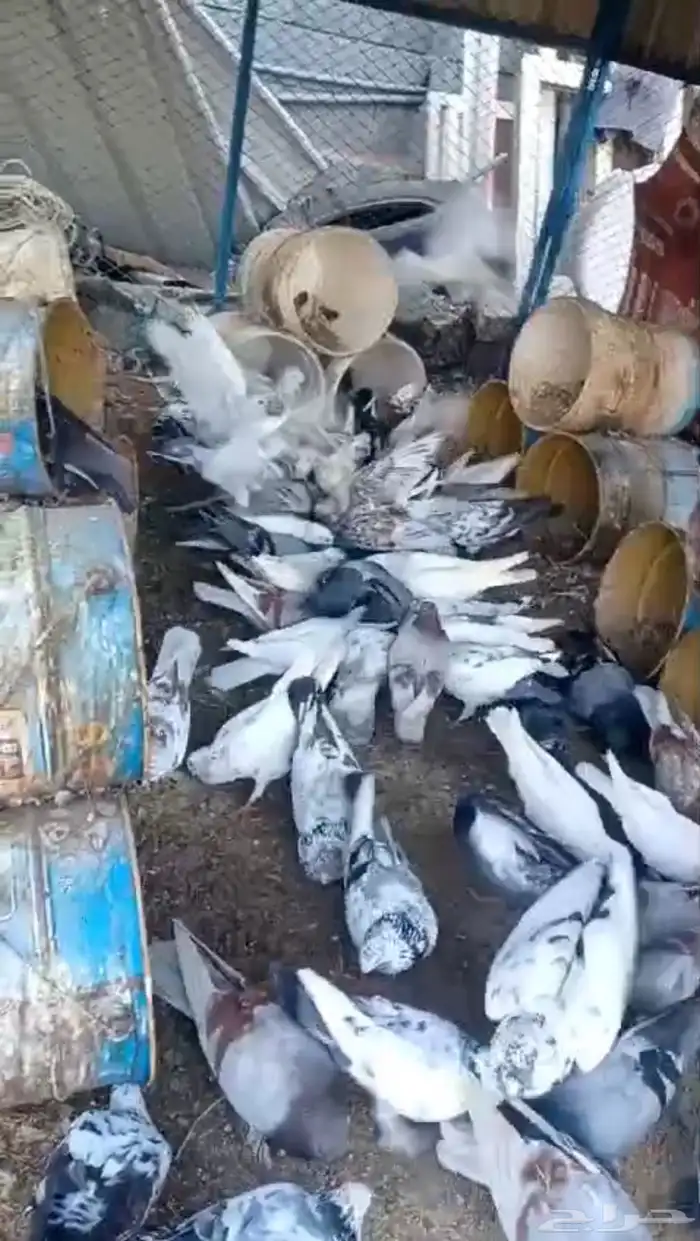 اعرض لكم حمام بجميع الانواع 0