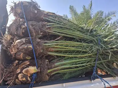 يوجدلدين جميع انواع انخل المثمره وزينه 2