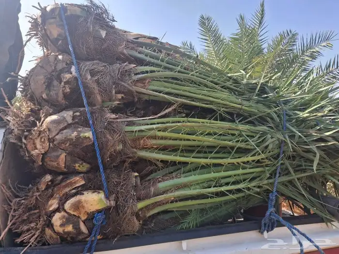 يوجدلدين جميع انواع انخل المثمره وزينه 2