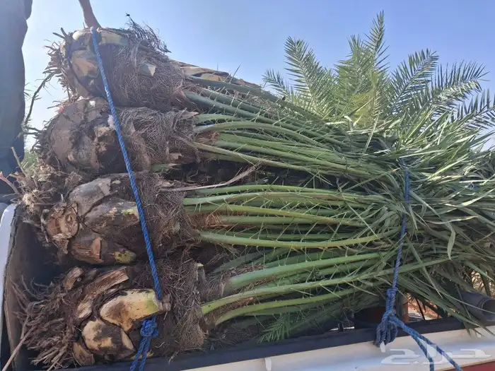 يوجدلدين جميع انواع انخل المثمره وزينه 3