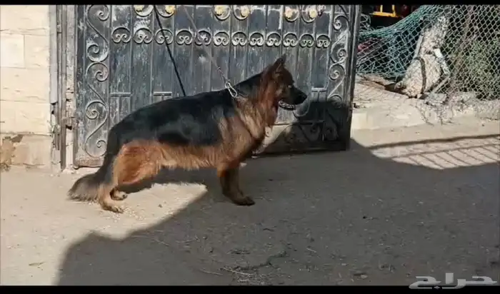 كلاب جيرمن 2