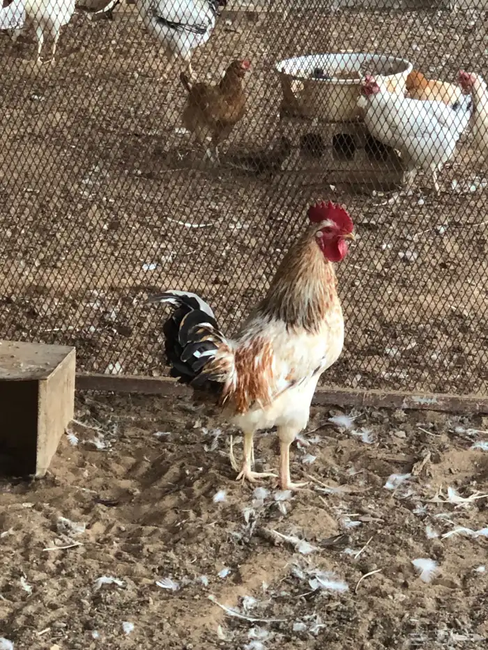 دجاج للبيع فرنسي 6