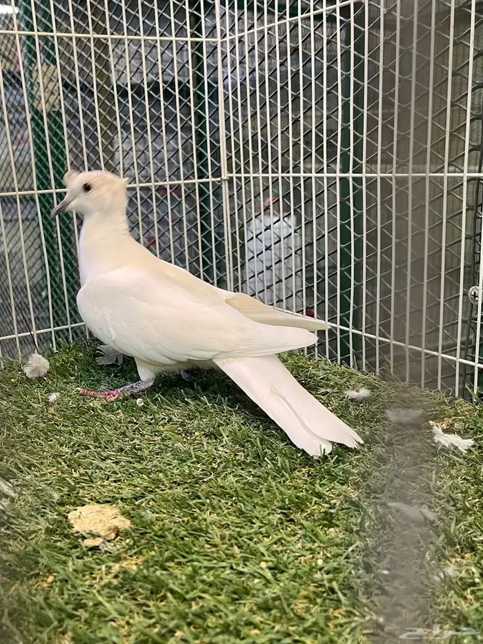 جوزياكريم بوران 1