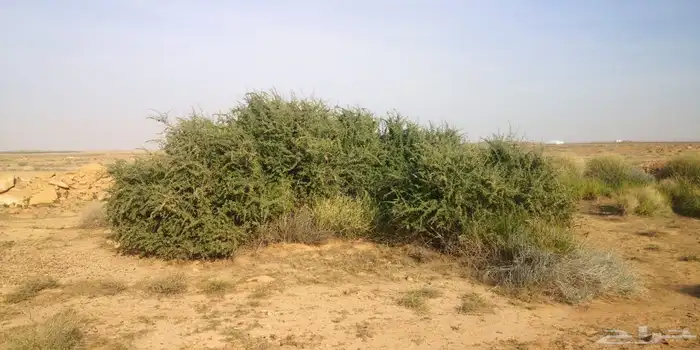 عقل عوسج نبات العوسج 6
