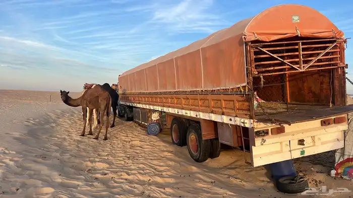 تيدر جوانب 16 جاهز من الي للبل 0
