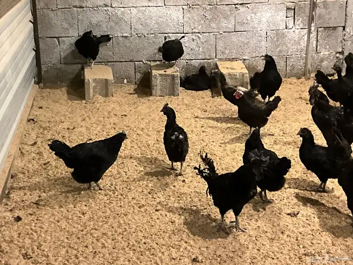 دجاج اندونيسي اسود صك بياض وحضان 2