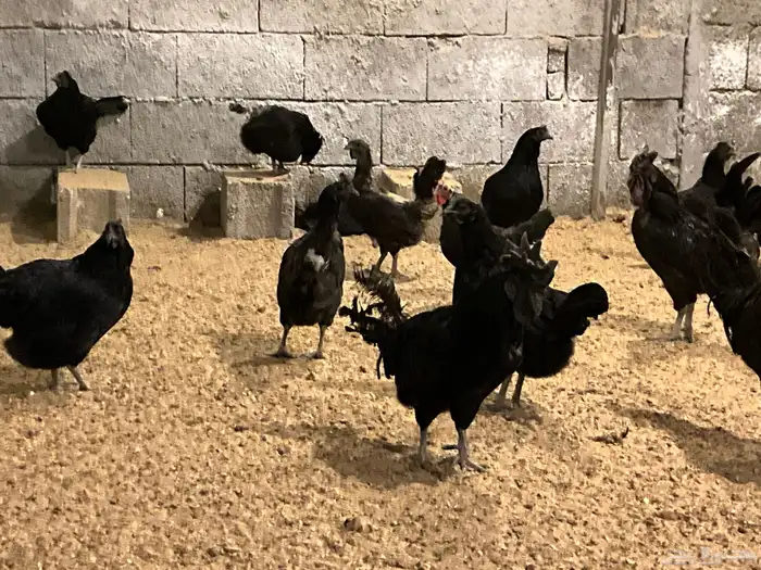 دجاج اندونيسي اسود صك بياض وحضان 1