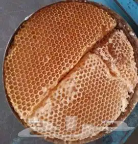 ع س ل علاج لكل مرض 1