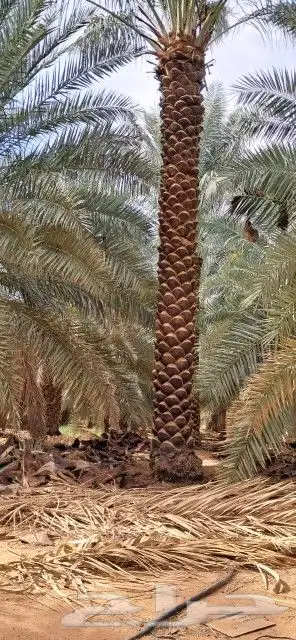 نخل للبيع جثايث جده مكه نخل مثمر احجام كبيره نخيل جده 2