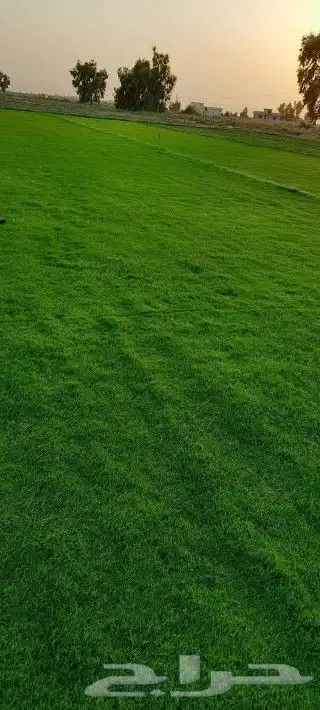 ثيل طبيعي 7