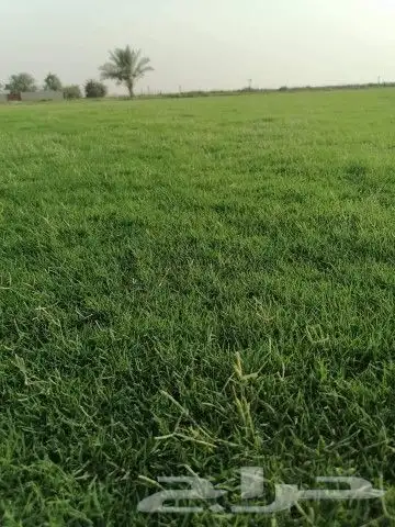 ثيل طبيعي 2