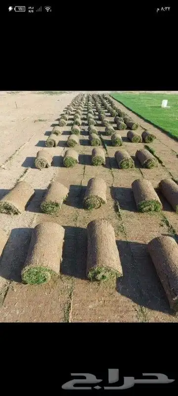 ثيل طبيعي 6