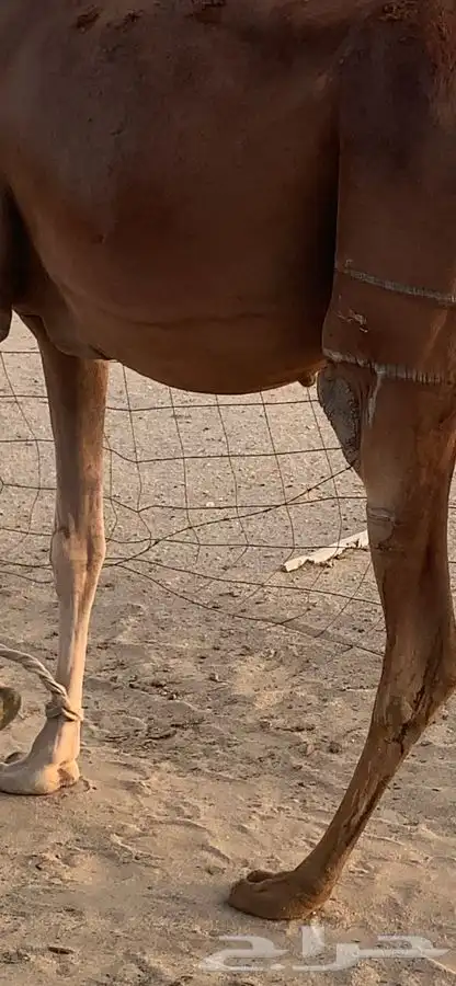 ناقه مفقوده ذاهب من جنوب مكه البيضاء (الخبيت ) مكافاة 3000 1