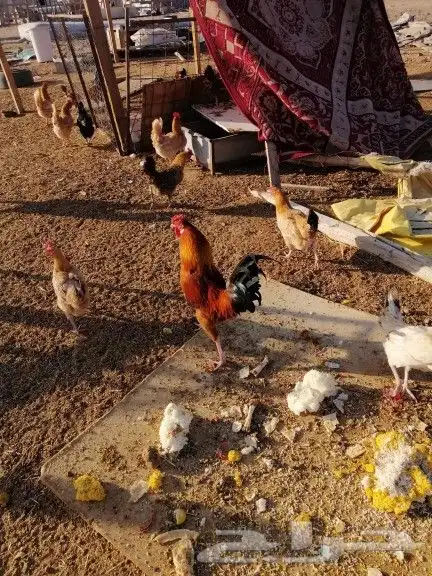 بيض بلدي وديكه 2