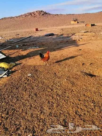 بيض بلدي وديكه 3