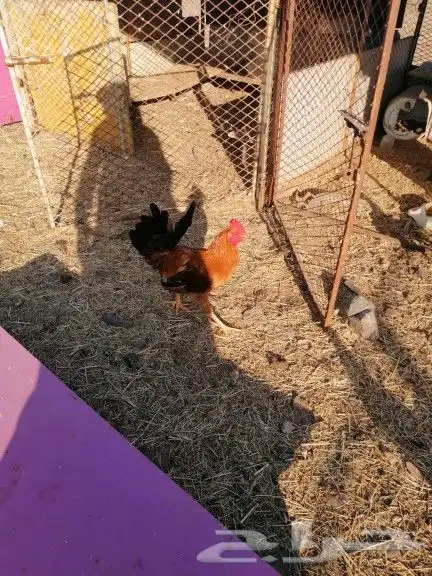 بيض بلدي وديكه 4