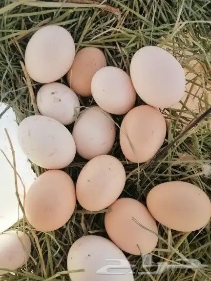 بيض بلدي وديكه 1