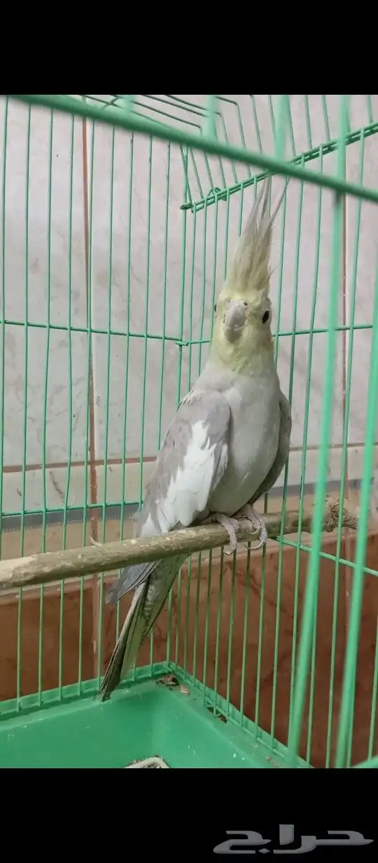 طير كروان أنثى 1