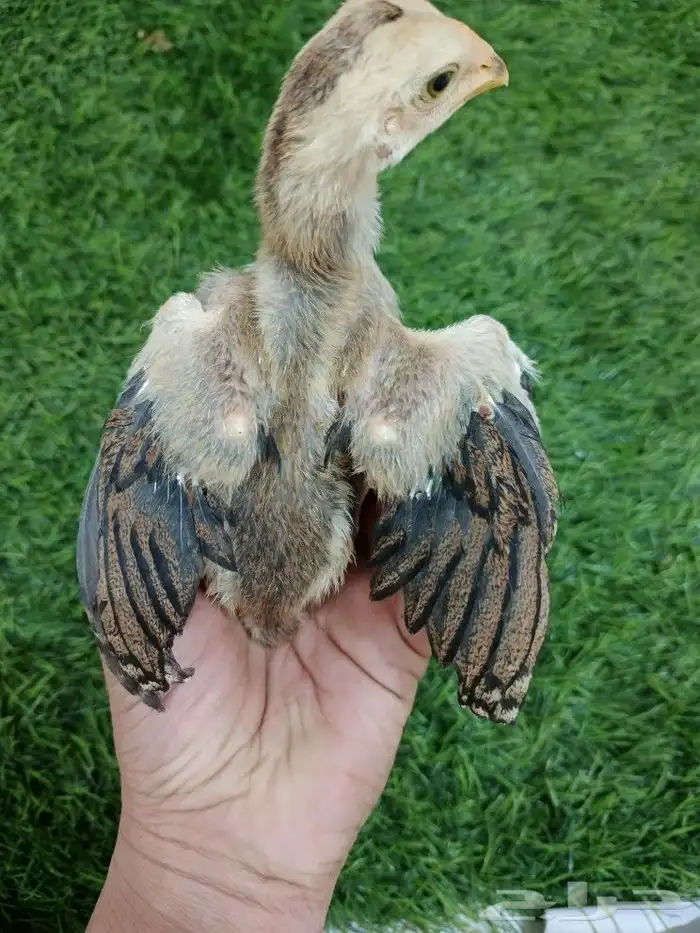 صوص سندي فاخر 4