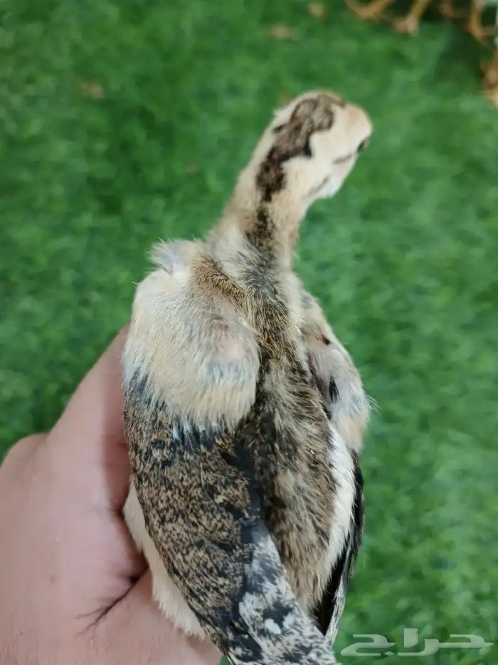 صوص سندي فاخر 1