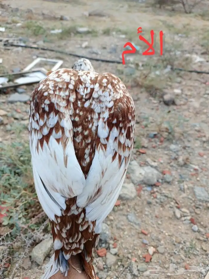 صوص سندي فاخر 10