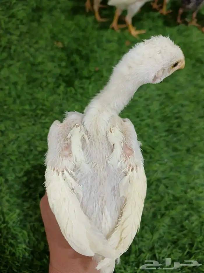 صوص سندي فاخر 2