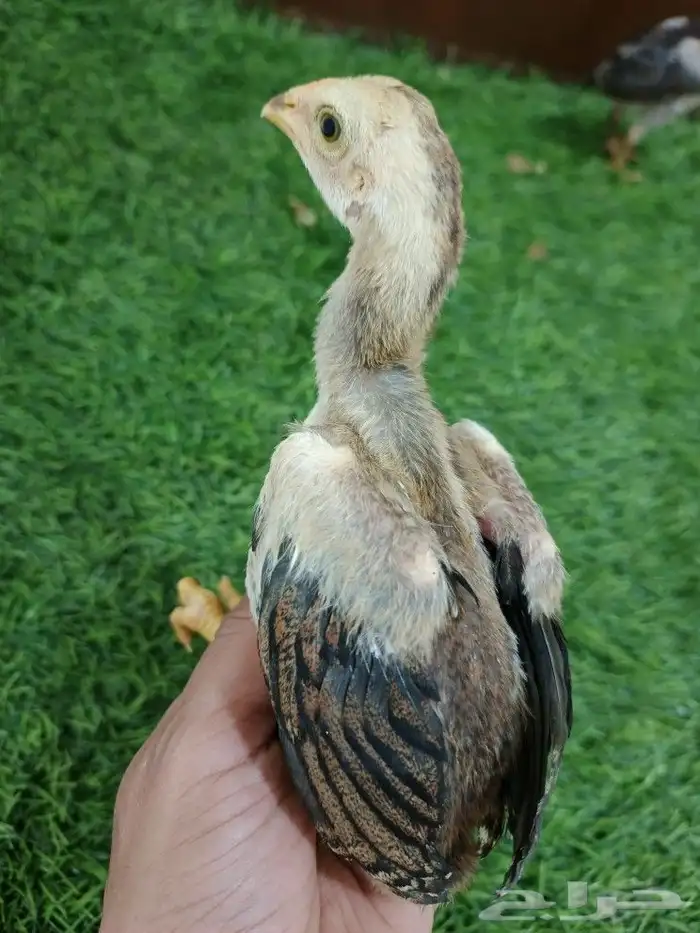 صوص سندي فاخر 5