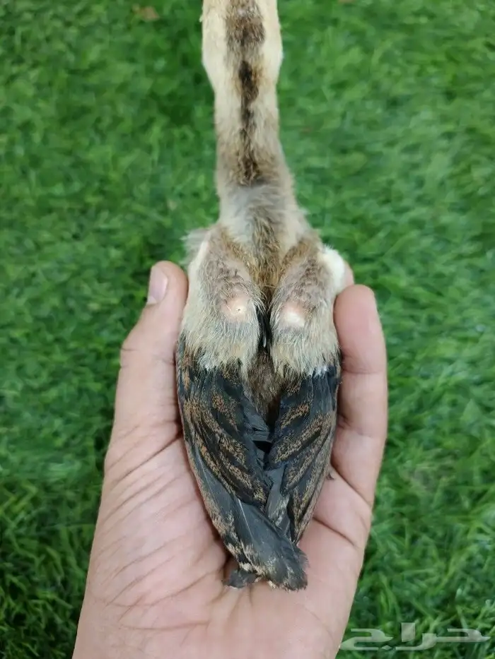 صوص سندي فاخر 3