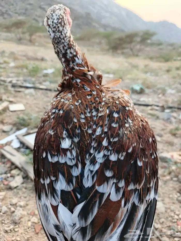 صوص سندي فاخر 13