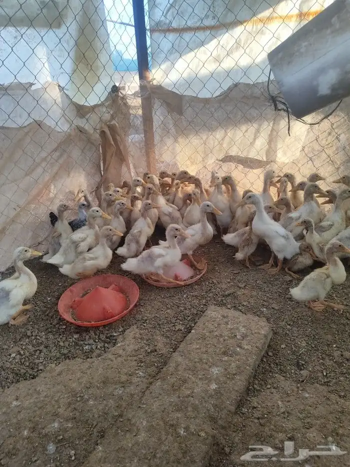 بط بكيني عمر شهر ونص 2